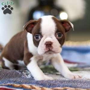 Shelly, Boston Terrier Puppy